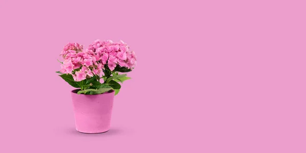 Pink Hydrangea Flower Pot Isolated Pink Summer Background — Fotografia de Stock