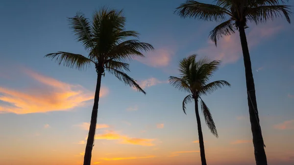 Silhouette Coconut Palm Trees Dusk — Stock fotografie