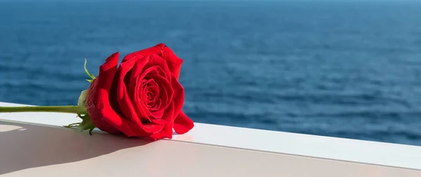 Red rose on sea background.