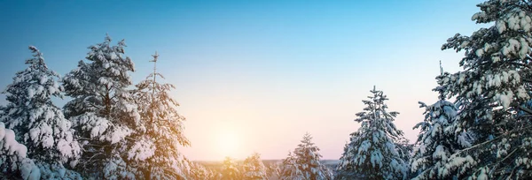 Prachtig Winterpanorama Met Besneeuwde Dennenbomen Een Ijzige Zonnige Dag Rovaniemi — Stockfoto