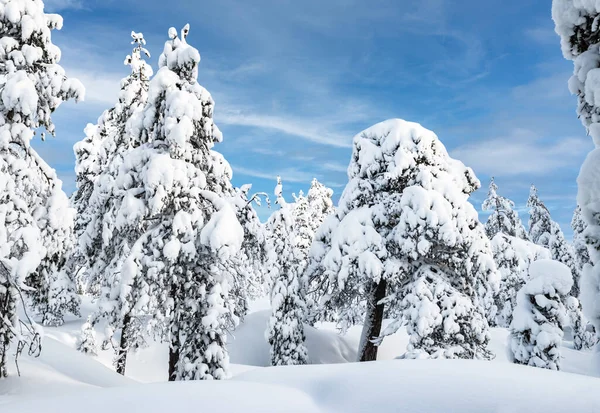 Paisaje Cubierto Nieve Laponia Finlandia — Foto de Stock