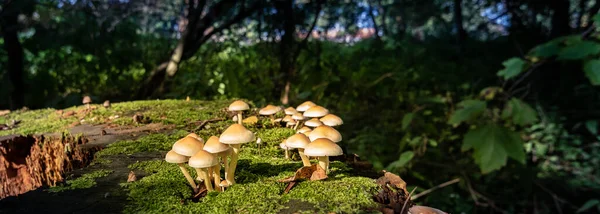 Winzige Pilze Oder Hypholome Auf Alten Baumstämmen Dunklen Wald Herbstkonzept — Stockfoto