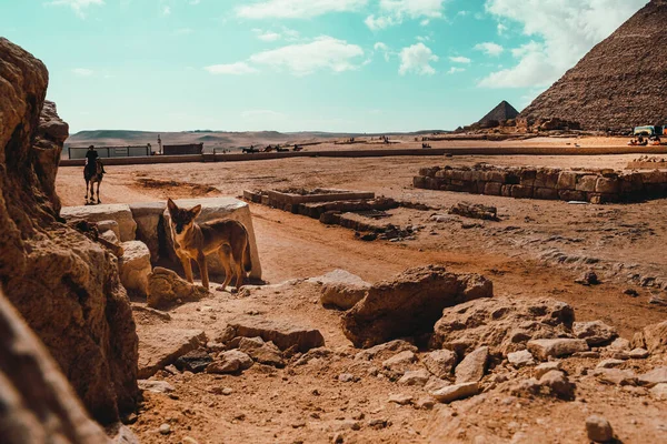 Stray Cão Olhando Para Câmera Primeiro Plano Grandes Pirâmides Giza — Fotografia de Stock