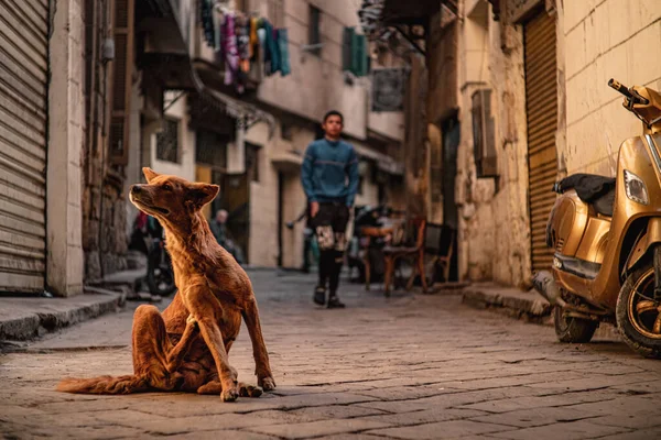 カイロの路上で野良犬を茶色の野良犬は ノミでいっぱいです 野良猫や犬がたくさんいる貧困の例 — ストック写真