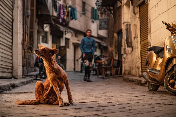 Brown Cane Randagio Strade Del Cairo Graffiandosi Come Fosse Pieno — Foto Stock