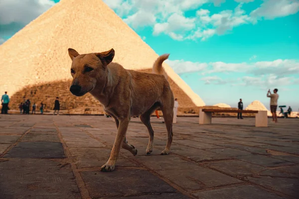 カイロ エジプトの通りで悲しい野良犬 生き残るために食べ物を見つけようとしているギザピラミッドの周りを歩く — ストック写真