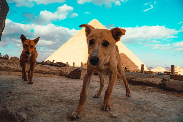 Sorgsna Herrelösa Hungriga Hundar Gatorna Kairo Egypt Går Runt Giza — Stockfoto