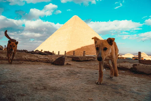 Tristi Cani Randagi Affamati Strade Del Cairo Egiziano Passeggiando Piramidi — Foto Stock