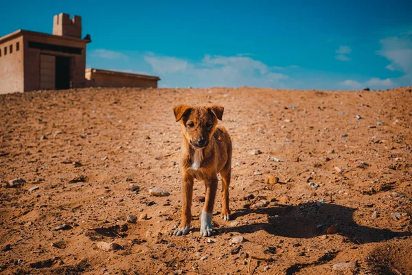 背景にサッカラのピラミッドと砂漠の真ん中に立って小さな孤独な悲しい子犬 空腹の犬が周囲を歩き回る — ストック写真