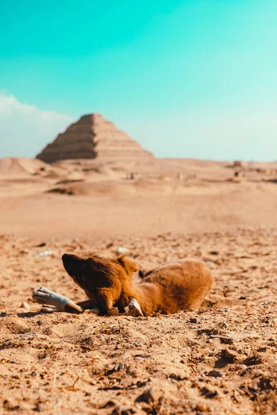 Petits Chiots Dormant Sur Sol Chaud Désert Hiver Zone Des — Photo