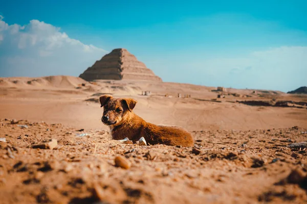 Μικρό Μοναχικό Λυπημένο Κουτάβι Που Στέκεται Στη Μέση Της Ερήμου — Φωτογραφία Αρχείου