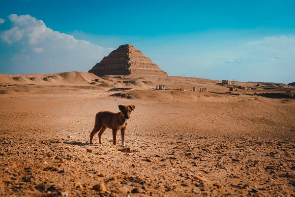 Mały Samotny Smutny Szczeniak Stojący Środku Pustyni Piramidami Sakkara Tle — Zdjęcie stockowe