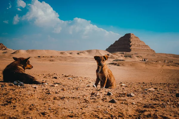 Mały Samotny Smutny Szczeniak Stojący Środku Pustyni Piramidami Sakkara Tle — Zdjęcie stockowe