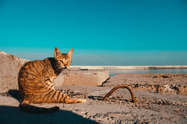 埃及亚历山大港海岸上的橙猫 在阳光下伸展着腿 — 图库照片