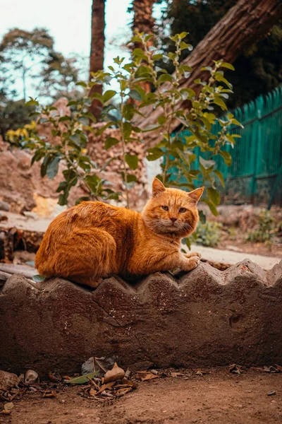 Flauschig Schöne Orangefarbene Straßenkatze Sitzt Auf Einem Sims Auf Der — Stockfoto