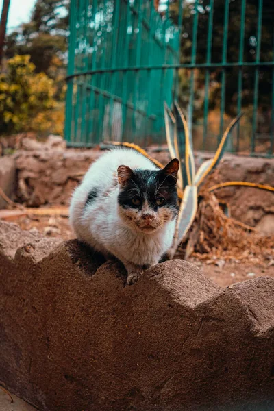 Vertical Shot Very Sad Injured Dirty Street Cat Standing Stone — Stock Photo, Image