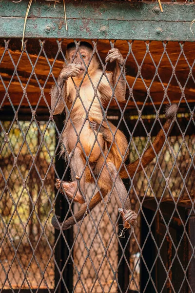 Vertical shot of a small capuchin monkey grabbing onto the fence, looking straight at the camera while eating. Tiny baby monkey holding onto him