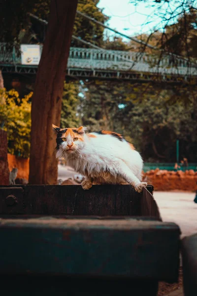 ガベージコンテナの上に立つ白いふわふわの通りの猫は 恐怖の中で離れて移動 — ストック写真