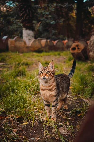 好奇心の強い若い茶色の通りの猫の耳を上げ 大きな関心を持って距離を調べる — ストック写真