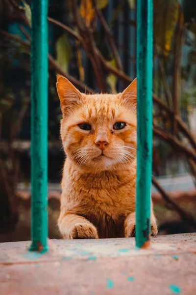 Vertikální Záběr Oranžové Pouliční Kočky Mírně Smutným Obličejem Stojící Mřížemi — Stock fotografie