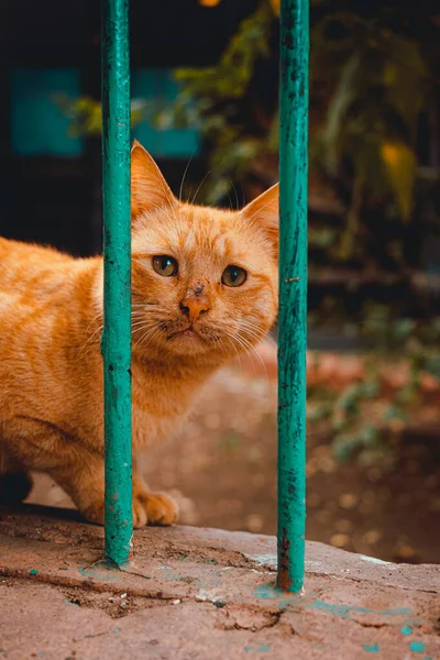 一只脸色苍白 站在门窗后的橙色街头猫的垂直镜头 它的鼻子很脏 不喜欢在街上觅食 — 图库照片