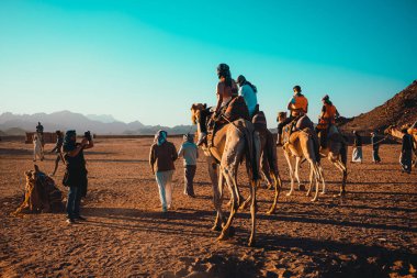 Hurghada Mısır Ocak 2022 Çölün ortasında develere binen turistler. Bedevi köyünde deve sürmenin popüler turistik cazibesi