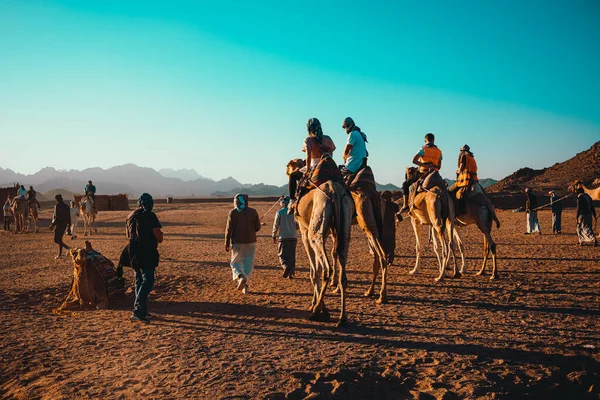 Hurghada Mısır Ocak 2022 Çölün ortasında develere binen turistler. Bedevi köyünde deve sürmenin popüler turistik cazibesi