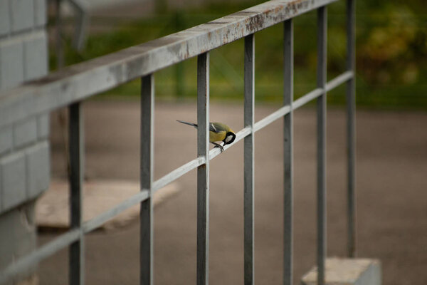A small yellow bird in summer on the fence, fence, lives in an urban environment against the background of the building