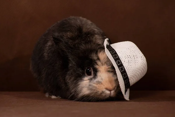 A small frightened fluffy cute rabbit hid under a white hat on a brown background indoors in a photo studio