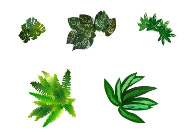 Beş farklı gerçekçi tropikal yeşil yaprak seti beyaz arka planda bitki çalılığı.