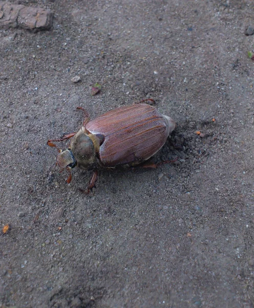 Escarabajo Marrón Grande Cerca Suelo —  Fotos de Stock