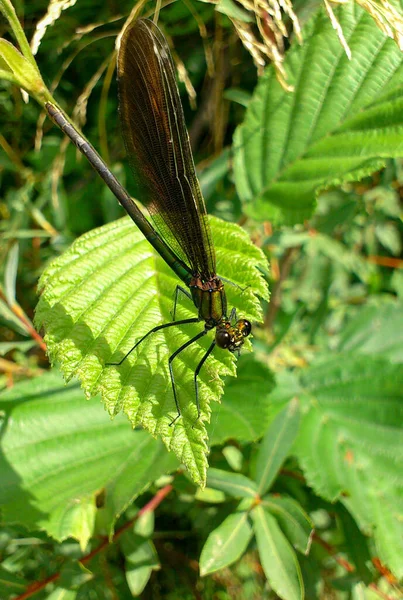 Eine Libelle Die Auf Einem Grünen Blatt Einer Pflanze Sitzt — Stockfoto