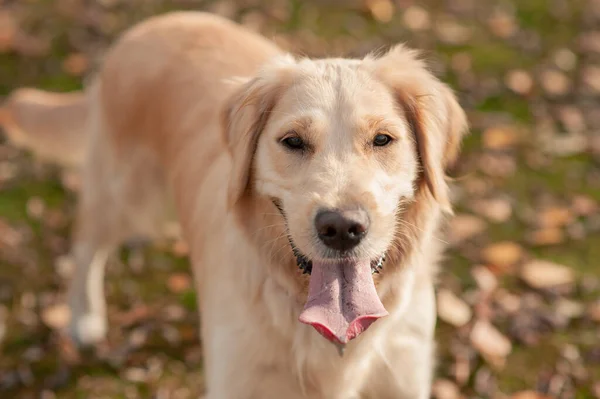 户外白猎犬的特写镜头 — 图库照片