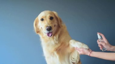 Golden Retriever köpeği beyaz arka planda tıbbi maskeli kameraya bakıyor. Evcil hayvan hijyen kavramı