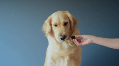 Golden Retriever köpeği gri arka planda salatalık yiyor. Stüdyoda gülümseyen beyaz av köpeği portresi.
