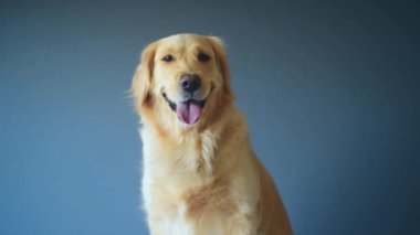 Golden Retriever köpeği gri arka planda kameraya bakıyor. Stüdyoda gülümseyen beyaz av köpeği portresi.