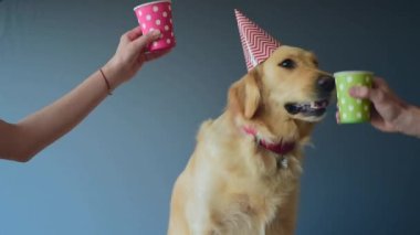 Golden Retriever köpeğiyle sevilen aile, doğum günü partisini evde kutluyor. Şerefe.