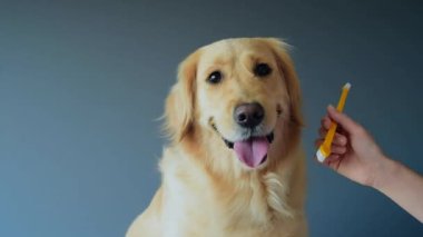 Kadın elleri bir ağızlık ve diş fırçası tutuyor. Evde diş fırçasıyla dişlerini fırçalayan bir köpek. Evcil hayvan hijyen konsepti