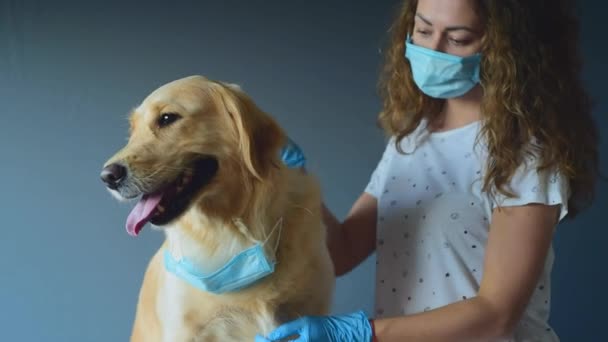 隔離されたウイルスから保護するために医療用マスクを身に着けている黄金の回収犬 薬ペットパンデミックの概念です ペットケア動物の命を自宅で隔離 — ストック動画