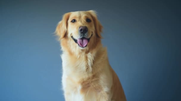犬の黄金の取得灰色の背景にカメラを見ている 閉じる上のポルノの白い取得犬笑顔でスタジオ — ストック動画
