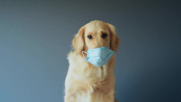 Pies Golden Retriever Nosi Maskę Medyczną Dla Ochrony Przed Wirusem — Wideo stockowe