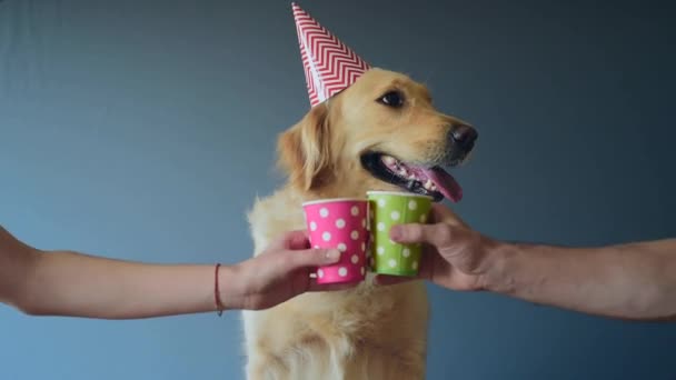 可爱的家人和他们的金毛猎犬在家里庆祝生日 — 图库视频影像