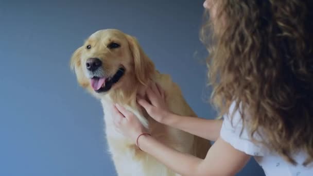 Leuke Golden Retriever Hond Grijze Achtergrond Vrolijke Vrouw Met Haar — Stockvideo