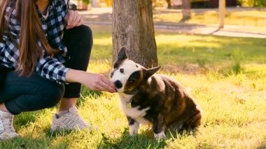 Sahibi Galli Corgi 'ye köpek maması veriyor. Köpeği eğitmek, köpeği yeşil çayır arka planında olan bir kadın..