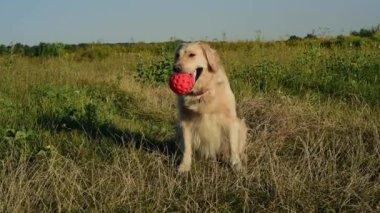 Mutlu beyaz köpek golden retriever güneşli bir günde sahibine bakıyor..