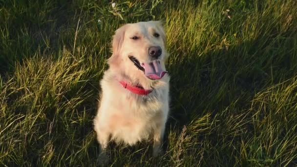 Golden Retriever Pies Uśmiech Zewnątrz Słoneczny Dzień Pies Pozowanie Zewnątrz — Wideo stockowe