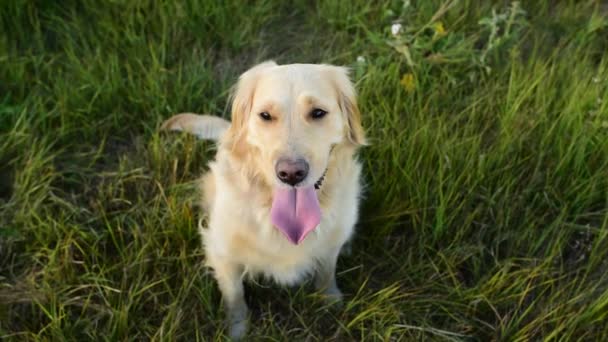 White Retriever Dog Looking Camera Autumn Background Dog Green Leaves — Stock Video