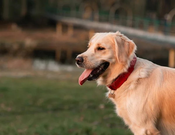 Close-up portret van witte retriever hond buiten — Stockfoto