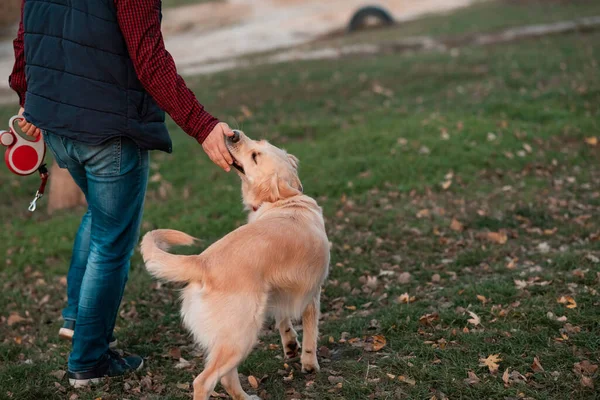 Golden retriever perro con el propietario en un paseo al aire libre — Foto de Stock