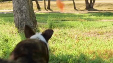 Galli Corgi köpeği güneşli bir günde dışarıda yürüyen bir kadınla oynuyor. Sevgi ve evcil hayvan için bakım.